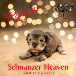 Ragnar AKC - Liver male Miniature Schnauzer puppy in Pelzer, South Carolina from Schnauzer Heaven Von Longbach