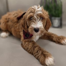 Noodle - Apricot male Goldendoodle puppy in Decatur, Tennessee from Diamond's Doodles