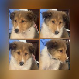 Barney - Sable and white male Shetland Sheepdog puppy in Pensacola, Florida from Nancy Barger's Siberian Huskies