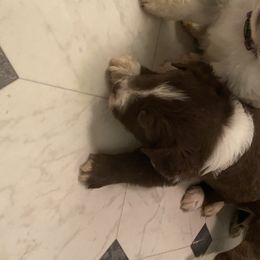 Miniature Australian Shepherd Puppies from 7UL Mini Aussies