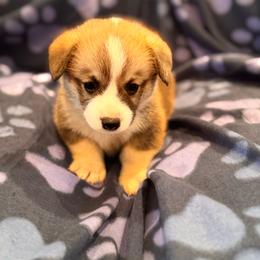 Sable male 2 - Sable male Pembroke Welsh Corgi puppy in Weatherford, Texas from Flyin H Corgi’s