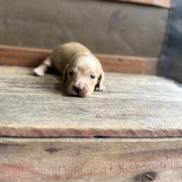 Zest - Cream male Dachshund puppy in Squires, Missouri from Hudson’s Hounds