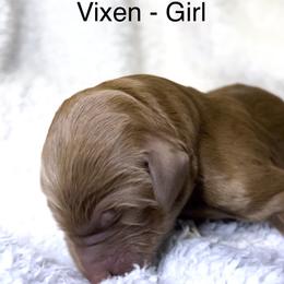 Vixen - Red female Bernedoodle puppy in Greenville, South Carolina from Halo BerneDo