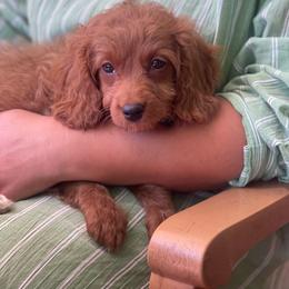 Benji - Blue Collar - Red male Cavapoo puppy in Ferndale, Washington from Cavakennels.pnw