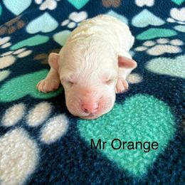 Mr Orange - Cream male Goldendoodle puppy in Lowville, New York from Valley View Doodles