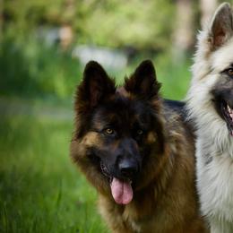 German Shepherds from Rosewood German Shepherds