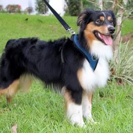 Licker - Miniature Australian Shepherd