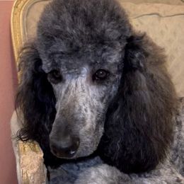 Goldendoodles and Poodles from Amy’s Poodles and Goldendoodles
