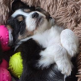 Place holder - Black tri male Miniature American Shepherd puppy in Santa Rosa, California from BennettValleyAussies