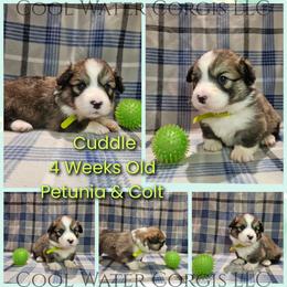 Cuddle - Sable male Pembroke Welsh Corgi puppy in Kiowa, Colorado from Cool Water Corgis LLC