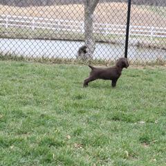 Boykin Spaniel Puppies from Bayhill Boykins