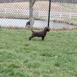 Boykin Spaniel Puppies from Bayhill Boykins