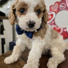 Philip - Blenheim male Cavapoo puppy in Roseville, California from Heavenly Goldendoodles
