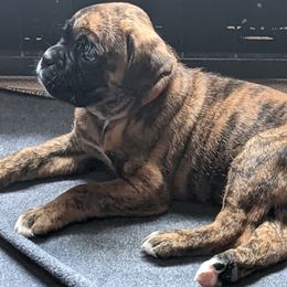 Boxer Puppies from Ocean Breeze Boxers