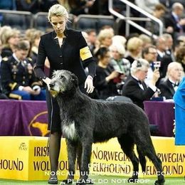 Irish Wolfhounds from Paragon Irish Wolfhounds