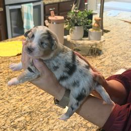 Yigit - Blue merle male Australian Shepherd puppy in Orlando, Florida from Skaky Shepherds