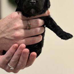 Goldendoodle and Poodle Puppies from Southern Stroll Poodles & Doodles