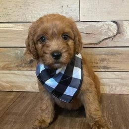 Goldendoodles and Golden Retrievers from Clark’s Family Goldens