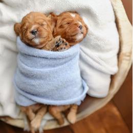 Cavalier King Charles Spaniel Puppies from Sweet Southern Cavaliers