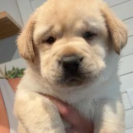 Labrador Retriever puppies from Raising Hope Labradors