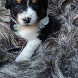 Australian Shepherd Puppies from Rockin' Aussies