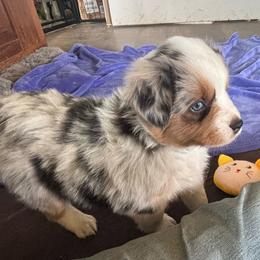 Mistral - Blue merle male Miniature American Shepherd puppy in Ewing, Kentucky from Bright Hope Aussies