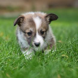 Ivy - Sable female Pembroke Welsh Corgi puppy in Elberta, Utah from 3F Farms- Pembroke Welsh Corgis and Irish Wolfhounds