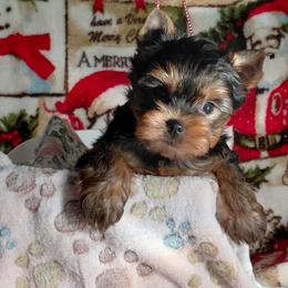 Archie - Blue and gold male Yorkshire Terrier puppy in Pinellas Park, Florida from Silversands Yorkshire Terriers