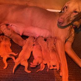 Girl 3 - Golden rust female Vizsla puppy in Riverview, Indiana from Kismet Vizslas