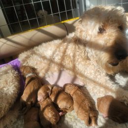 Goldendoodle Puppies from Woodland Creek Goldendoodles
