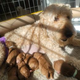 Goldendoodle Puppies from Woodland Creek Goldendoodles
