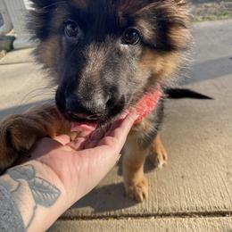 German Shepherd Puppies from Ewig Krieger Kennels