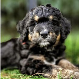 Bernedoodle, Goldendoodle, Poodle, and Sheepadoodle Puppies from Kerr Kanine Ranch