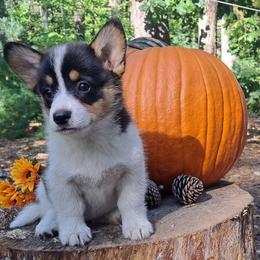 Hermione Granger - Black and tan female American Corgi puppy in Gouverneur, New York from St. Lawrence Corgis