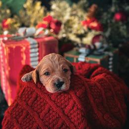 Greenie beanie - Cream male Cockapoo puppy in Midwest City, Oklahoma from Strawberry Hill Puppy Patch