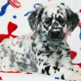Light Blue - White and black male Dalmatian puppy in Cottage Grove, Oregon from Hidden Hills Dalmatians
