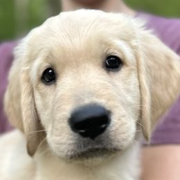 Boy 3 - Golden Retriever puppy in Fieldale, Virginia from Interlock Goldens