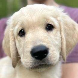 Boy 3 - Golden Retriever puppy in Fieldale, Virginia from Interlock Goldens