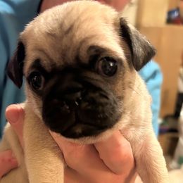 Emmett - Fawn male Pug puppy in Morgantown, West Virginia from Groovy Pugs