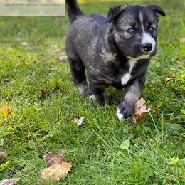 Siberian Husky Puppies from Wyant Farms