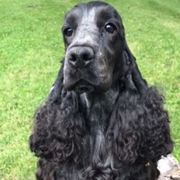 English Cocker Spaniels from Nonnies Cockers