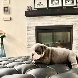 Sky - Blue tri-color female Bulldog puppy in Rockwall, Texas from Lulu’s EB Babies