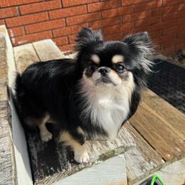 Zazu - Chihuahua