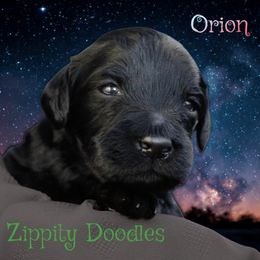 Green - Black male Goldendoodle puppy in Golden, Colorado from Zippity Doodles
