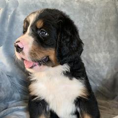 Boy 2 - male Bernese Mountain Dog puppy in Ferrum, Virginia from Joan's Bernese Mountain Dogs