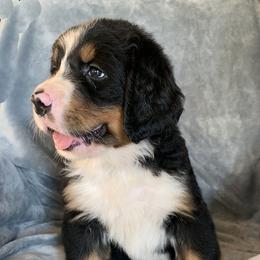 Boy 2 - male Bernese Mountain Dog puppy in Ferrum, Virginia from Joan's Bernese Mountain Dogs