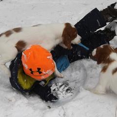 Clumber Spaniel and Irish Red and White Setter Puppies from NyaStar & Chequamegon