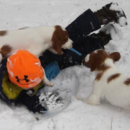 Clumber Spaniel and Irish Red and White Setter Puppies from NyaStar & Chequamegon