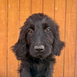 Agatha - Black female Goldendoodle puppy in Caddo Mills, Texas from Fire Wife Doodles