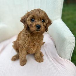 Reflection - Red female Cavapoo puppy in Easley, South Carolina from Cutiepie Cavapoos